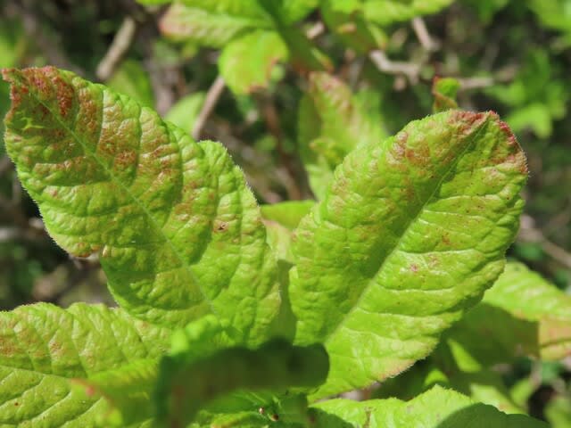 高ボッチ高原・鉢伏山で最近咲いている花 レンゲツツジ(蓮華躑躅)