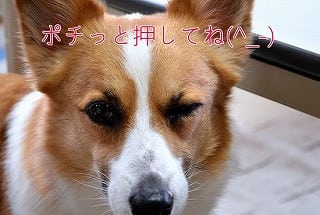 ダントツで可愛い おもしろい コーギー動画見つけた V 夢月物語