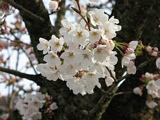 境内の桜