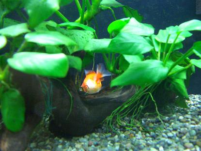 今度は人恐怖症 ソウルで金魚