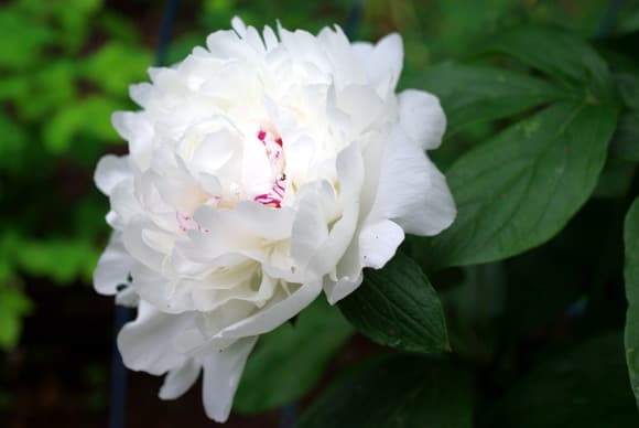 白の八重咲きシャクヤク