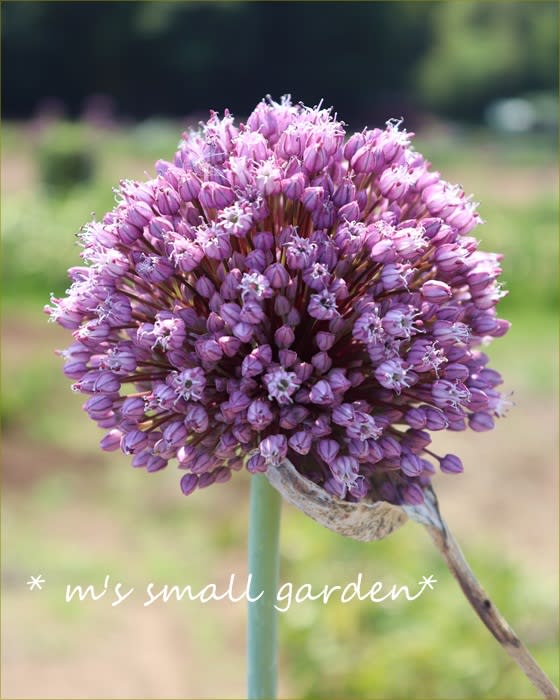 畑にいます アリウムみたいな西洋ネギの花 葡萄 M S Small Garden Milky Mamaの小さな庭