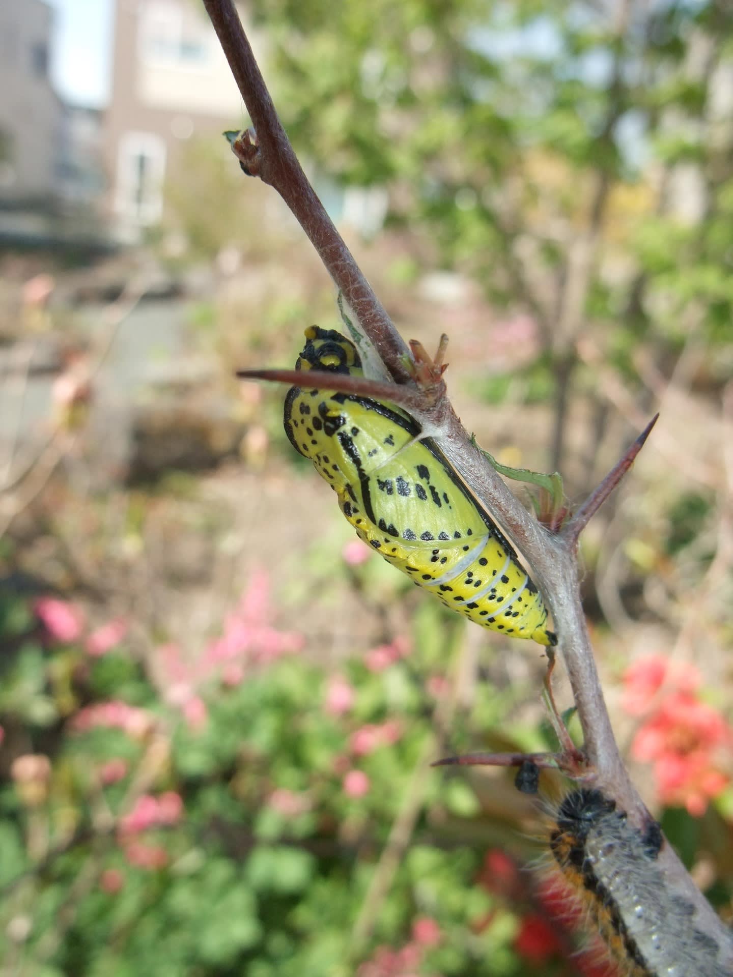寄生蜂に脳まで乗っ取られる蝶の幼虫たち 北海道昆虫同好会ブログ
