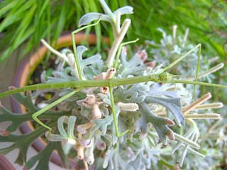 やっと涼しくなりました 夏の思い出 虫虫天国 おしゃべりな庭 静かな庭