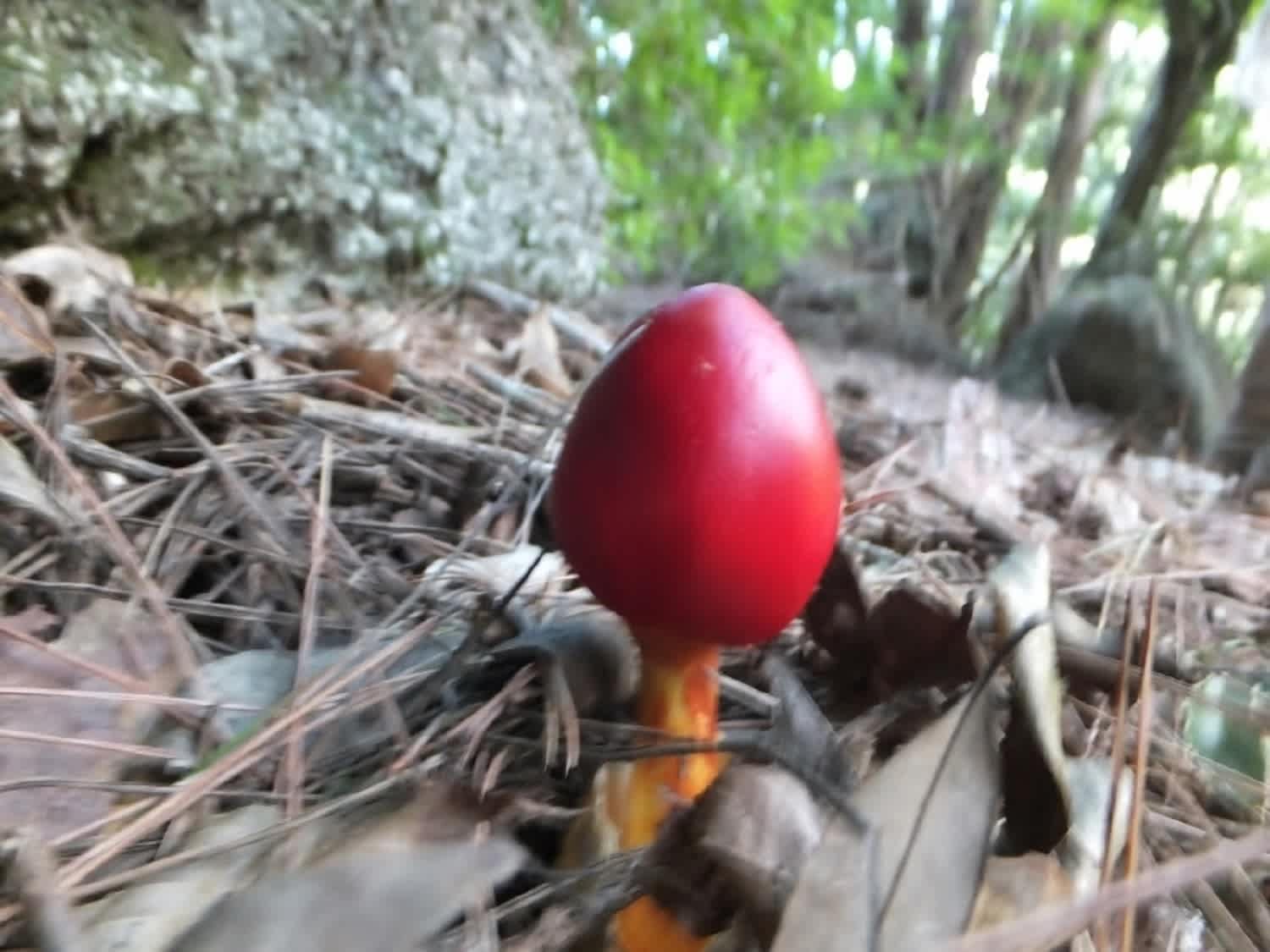 行縢山で これは一体 なんだ タマゴダケだって 延岡の山歩人ｋ