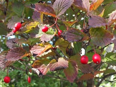 庭のオトコヨウゾメの紅葉 - ぶな太の四季折々