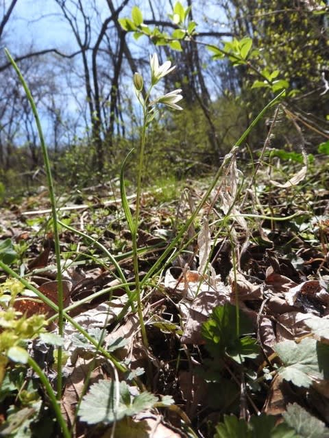 高ボッチ高原・鉢伏山で最近咲いている花　ホソバノアマナ（細葉の甘菜）