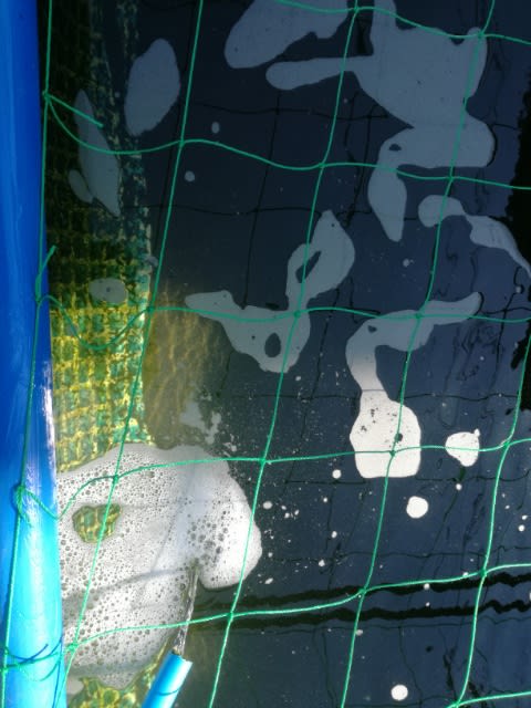毛仔飼育4日目とphについて Outdoor Life By Mizota 毛仔飼育4日目とphについて Outdoor Life By Mizota