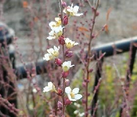 これは何 ユキヤナギの枝に白いもの 花と徒然なるままに これは何 ユキヤナギの枝に白いもの 花と徒然なるままに