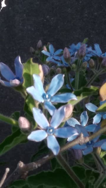 株全体が短い白い毛で覆われた青い花が咲いていました 観音山 サンタさんの草花