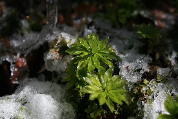 冬の赤目四十八滝へ 前置きみたいなもの かわいいコケ ブログ I M Loving Moss