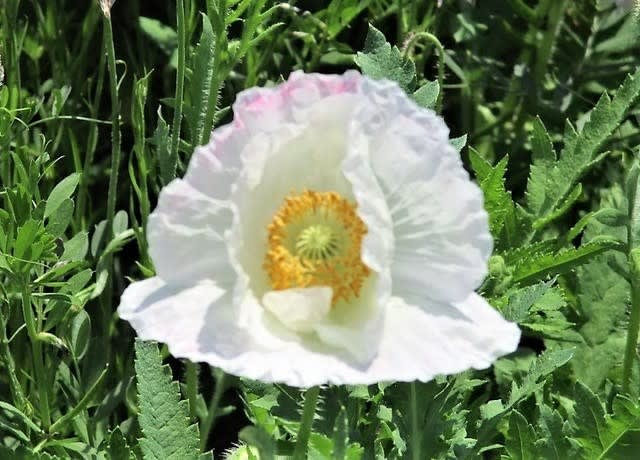 4月はヒナゲシ 虞美人草の花が咲く季節 後藤和弘のブログ