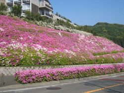 湘南国際村のつつじ