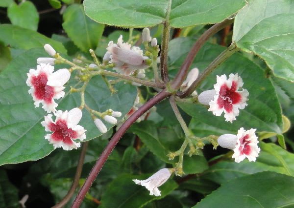 臭いからとバカに出来ないヘクソカズラ イスラエル旅行記 臭いからとバカに出来ないヘクソカズラ イスラエル旅行記