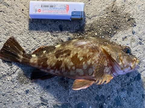 サーフ のブログ記事一覧 よっちゃんの釣り好日 サーフ のブログ記事一覧 よっちゃんの釣り好日