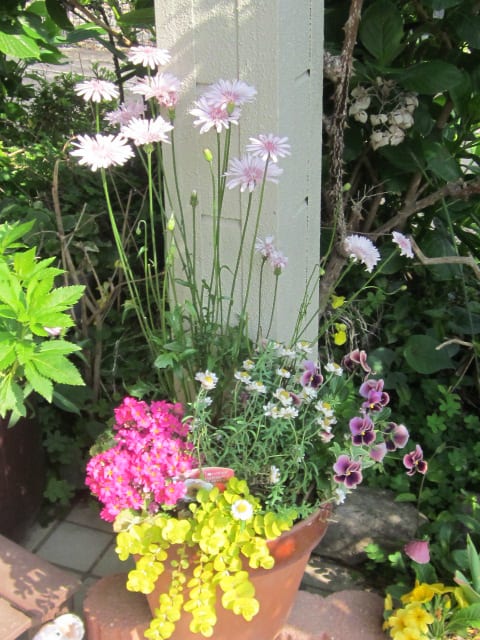 桃色たんぽぽの寄せ植え と この 木何の木 七色ガーデン 桃色たんぽぽの寄せ植え と この 木何の木 七色ガーデン