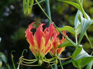 グロリオサ Gloriosa キツネユリ 狐百合 Peaの植物図鑑