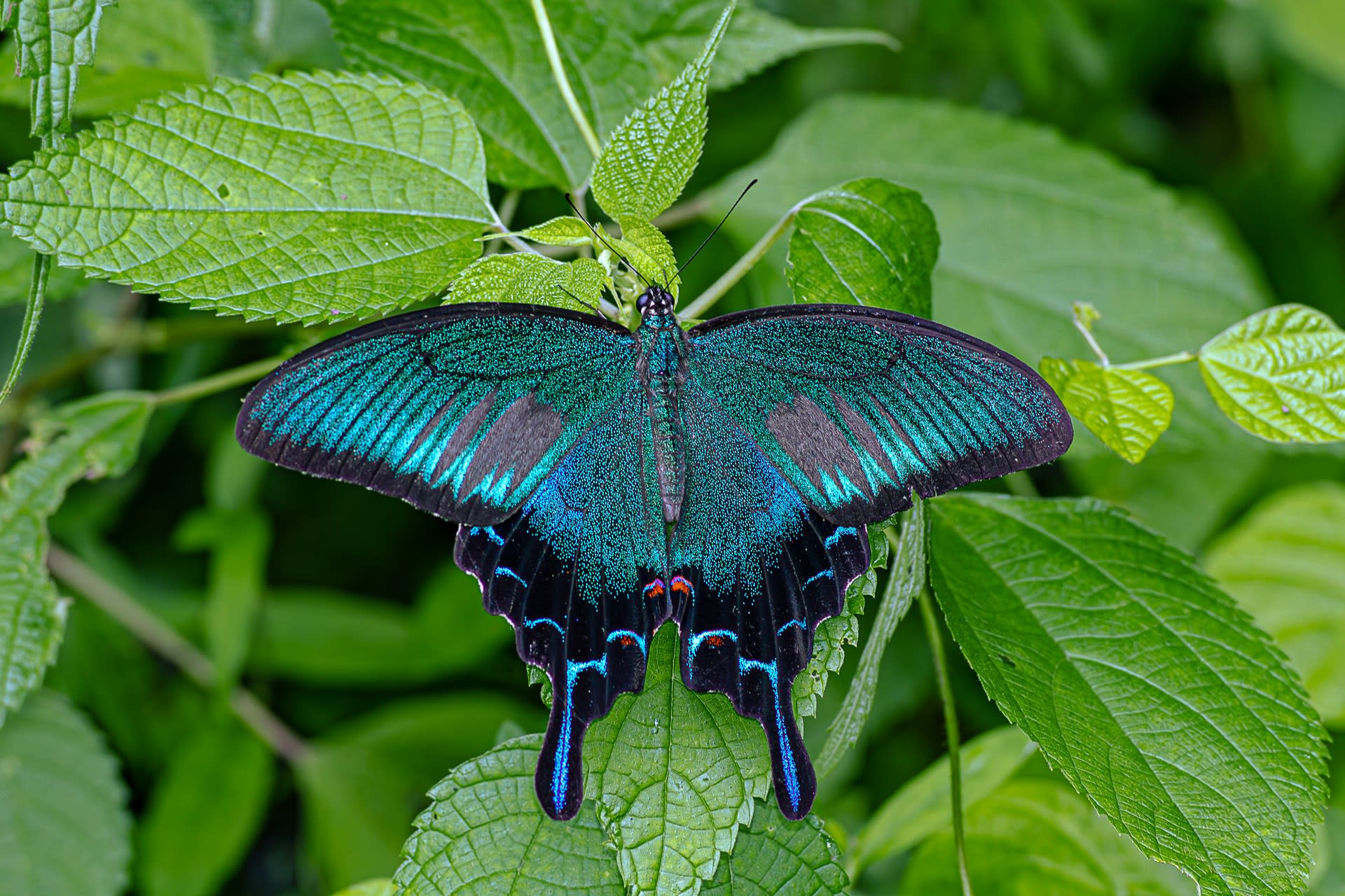 カラスアゲハ(オスの夏型)の写真