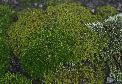 道端の定住者 かわいいコケ ブログ I M Loving Moss