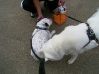 大きい白い犬の耳は水玉模様 フレンチブルドッグ ぷー のブログ