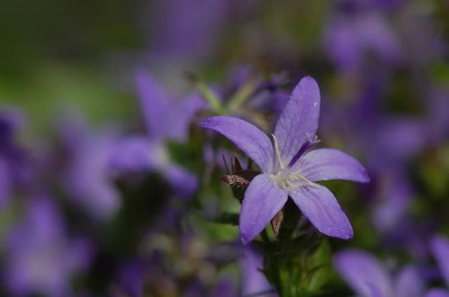 カンパニュラのいろいろ 花 うらら