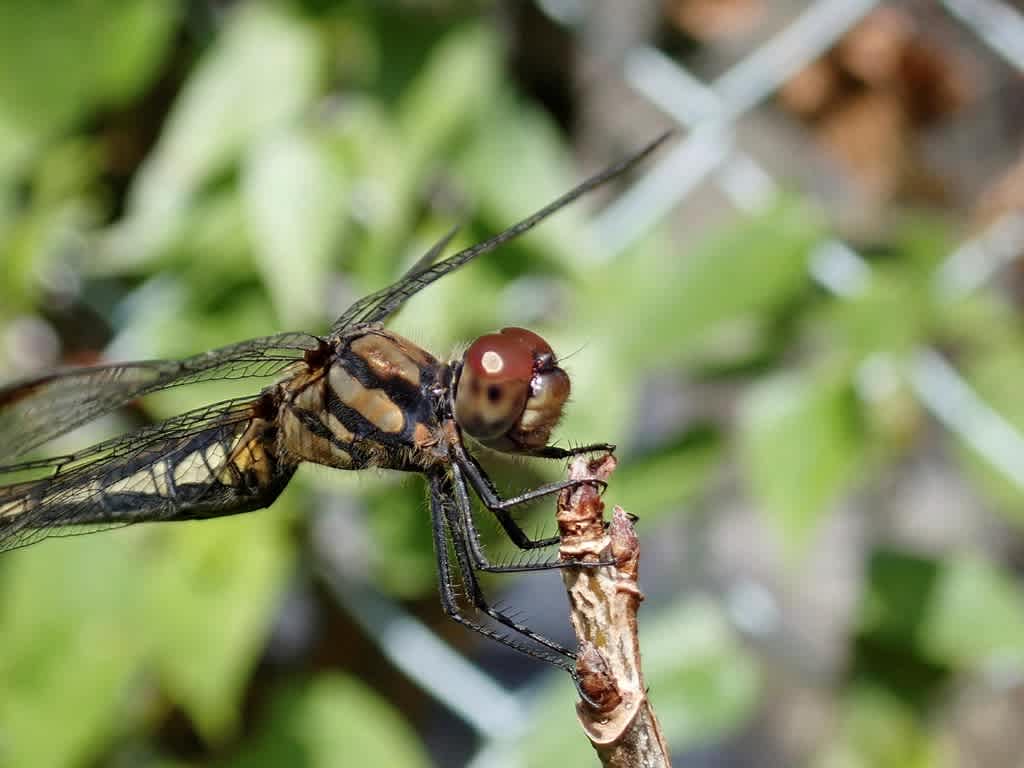 ヒシバッタ マダラスズ トンボの横顔 ゆる旅ｋｉｋｋｙ 虫日記