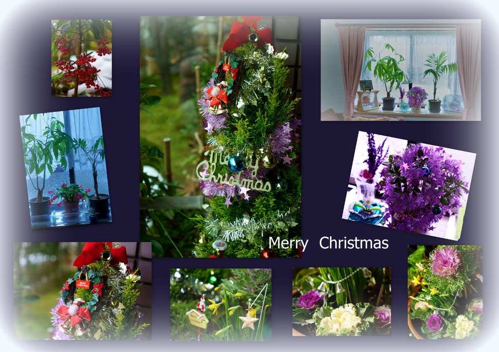 Merry Christmas 我が家の１２月の花 2 ゴールドクレストのクリスマスツリー 金沢から発信のブログ 風景と花と鳥など