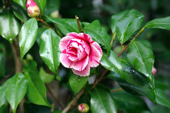 雨に濡れた椿の花