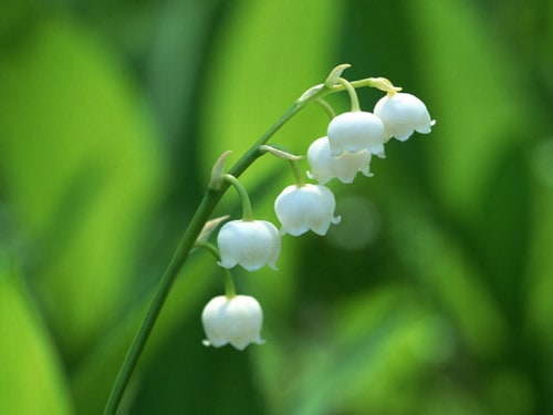 すずらんのお花♪ - 小さな庭の花日記