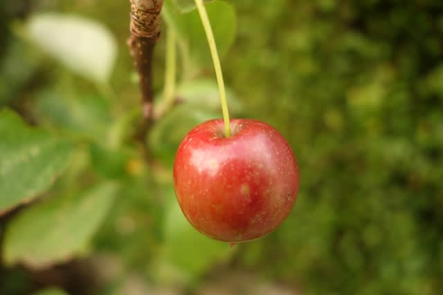ヒメリンゴ