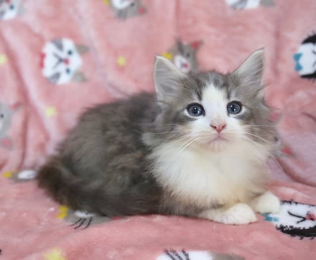 ノルウェージャンフォレストキャットの子猫ちゃん Diamond Dust Cattery 子猫情報 Kittens For Sale
