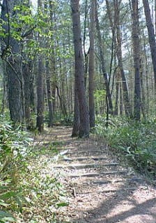 遊歩道をゆく