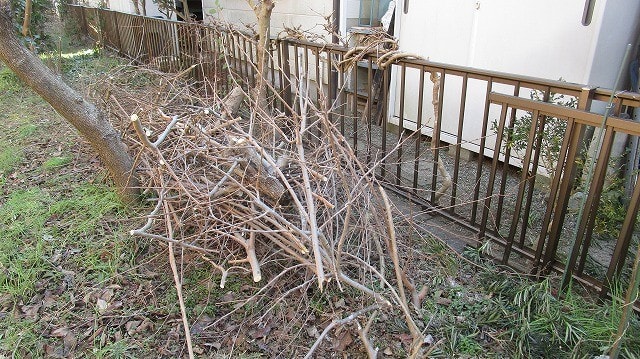 2月27日 剪定枝処分 ビギナーの家庭菜園