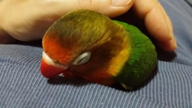 Runa逃走 荒鳥が逃げた時の捕獲方法 インコ大好き キエリクロボタンインコ Runa Runa逃走 荒鳥が逃げた時の捕獲方法 インコ大好き キエリクロボタンインコ Runa