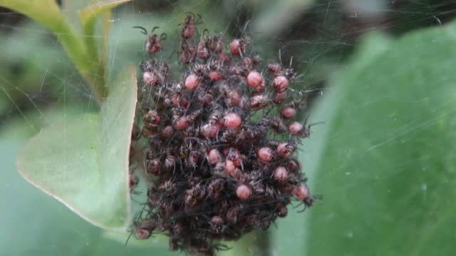 アシダカグモ 蜘蛛の子を散らす 高尾山自然公園の生き物たち