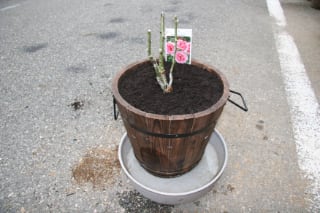バラの大苗の鉢植えの植え方 フローリスト シュエット
