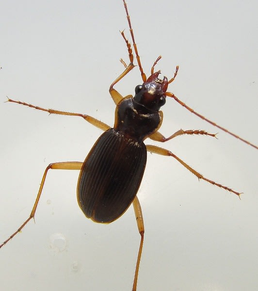 オケサマルクビゴミムシ さとみ昆虫記 オケサマルクビゴミムシ さとみ昆虫記