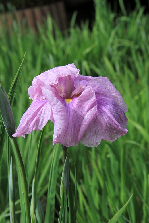 花しょうぶの画像