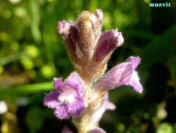オロバンケ ラモセ Orobanche Ramose The Wild Flowers Of Portugal ポルトガルの野の花