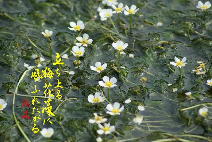立ち上がる梅花藻に風ふれたがる ひとむらの梅花藻に水さからはず 激流の梅花藻なれど流されず 鴻風俳句教室