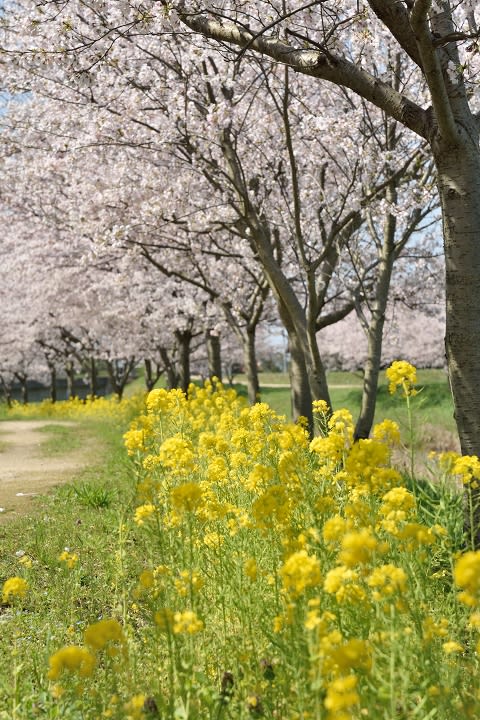 五右衛門川の桜と菜の花 神名火だより 五右衛門川の桜と菜の花 神名火だより