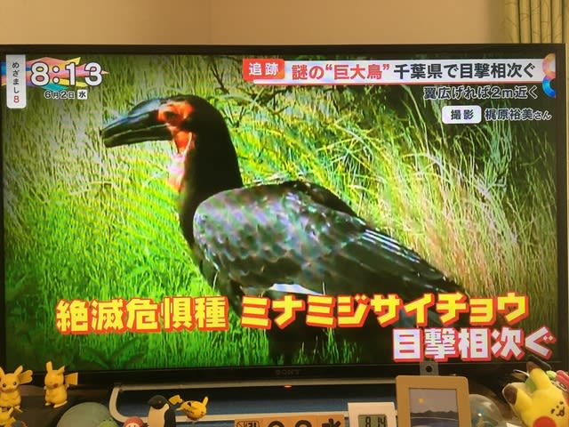 千葉県で目撃された巨大鳥は ミナミジサイチョウ 追記 What A Wonderful World
