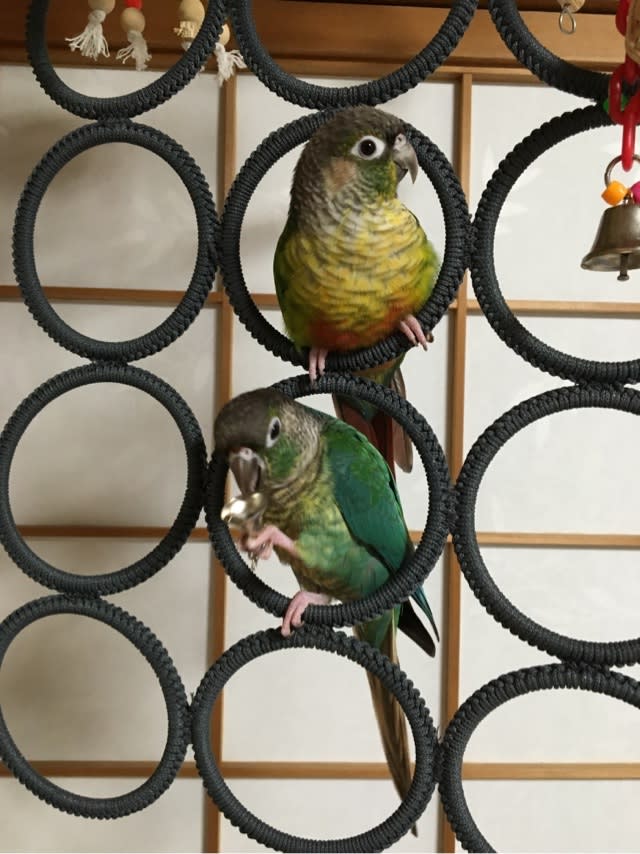 インコのおもちゃ ハンガーS 人気のクリスマスアイテムがいっぱい! インコのおもちゃ ハンガーS 人気のクリスマスアイテムがいっぱい!