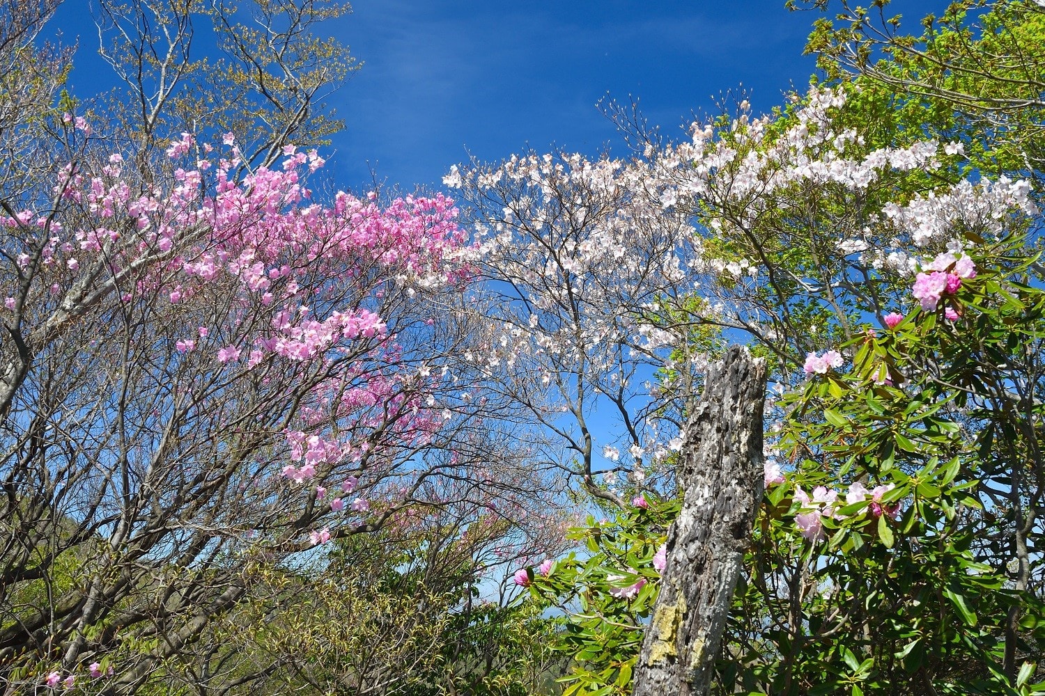 赤川浦岳の 白いアケボノツツジ 開花状況 速報 18年04月22日 満開でした 延岡の山歩人ｋ