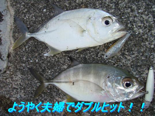 １２月３０日 沖縄メッキ 美ら海 美らメッキ最高 の巻 ３ポンドタックル片手に