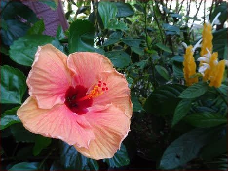 半分青い 燃え上がった情熱 座敷わらし犬とうさぎガーデン