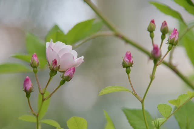 国バラで魅せられたバラ 群星 の初開花 小さな庭の小さな幸せ チャッピーのバラ庭より 国バラで魅せられたバラ 群星 の初開花 小さな庭の小さな幸せ チャッピーのバラ庭より