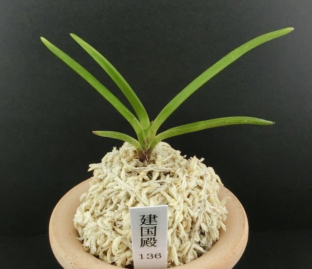 富貴蘭 建国縞136