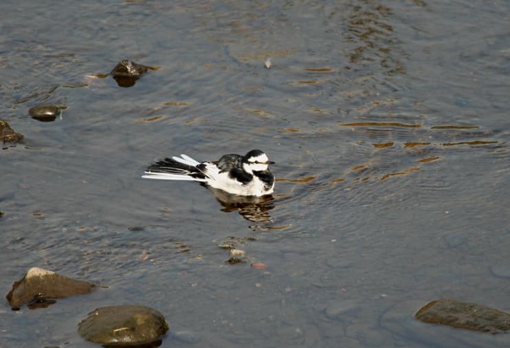 恩田川の鳥達 With Camera