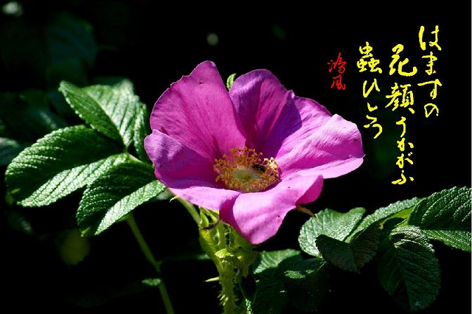 はまなすの花顔うかがふ蟲ひとつ 鴻風俳句教室 はまなすの花顔うかがふ蟲ひとつ 鴻風俳句教室
